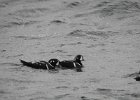 Harlequin Duck (133)