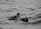 Harlequin Duck (134)