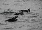 Harlequin Duck (135)