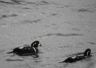 Harlequin Duck (137)