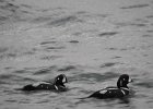 Harlequin Duck (138)