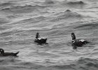 Harlequin Duck (140)