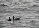 Harlequin Duck (141)