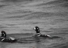 Harlequin Duck (142)