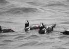 Harlequin Duck (143)
