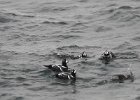 Harlequin Duck (144)