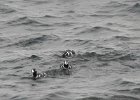 Harlequin Duck (145)