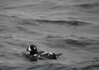 Harlequin Duck (146)