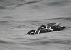 Harlequin Duck (147)