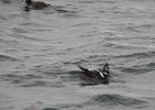 Harlequin Duck (148)