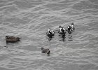 Harlequin Duck (149)
