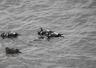 Harlequin Duck (151)