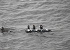 Harlequin Duck (153)