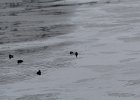 Harlequin Duck (18)