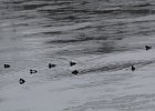 Harlequin Duck (25)
