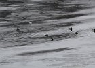 Harlequin Duck (36)