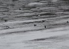 Harlequin Duck (43)