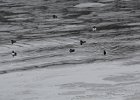 Harlequin Duck (44)