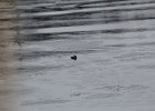 Harlequin Duck (69)