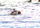 Harlequin Duck (90)