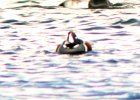 Harlequin Duck (91)