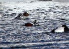 Harlequin Duck (94)