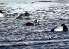 Harlequin Duck (95)