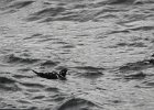 Harlequin Duck1 (4)