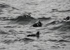 Harlequin Duck1 (5)