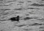 Harlequin Duck1 (6)