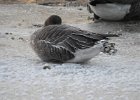 Pink-Footed Goose (1)
