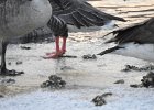 Pink-Footed Goose (11)