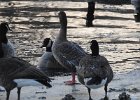 Pink-Footed Goose (12)