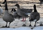 Pink-Footed Goose (13)