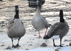 Pink-Footed Goose (14)