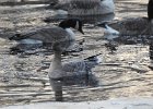 Pink-Footed Goose (17)