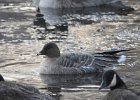 Pink-Footed Goose (19)