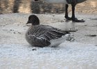 Pink-Footed Goose (2)