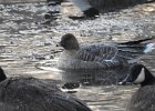 Pink-Footed Goose (20)