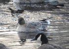 Pink-Footed Goose (21)