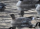 Pink-Footed Goose (22)