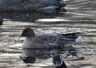 Pink-Footed Goose (23)