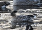 Pink-Footed Goose (24)