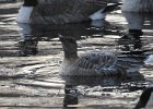 Pink-Footed Goose (25)