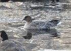 Pink-Footed Goose (26)