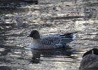 Pink-Footed Goose (27)