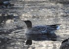 Pink-Footed Goose (28)