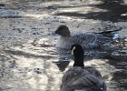 Pink-Footed Goose (29)