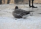 Pink-Footed Goose (3)