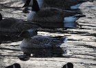Pink-Footed Goose (30)